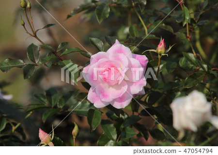 Arao City Ominous Citizen Flower Bed Rose Flower, Arao City Ominous Citizen Flower Bed Rose Flower, 47054794