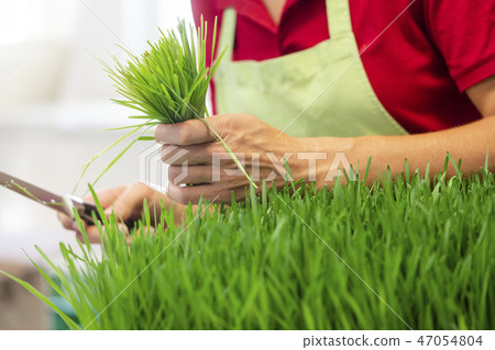 Gardener harvesting wheatgrass 47054804