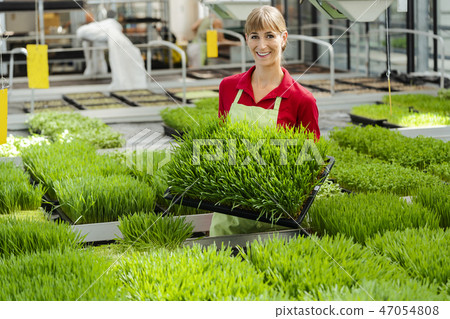 Woman showing wheatgrass in market garden  47054808