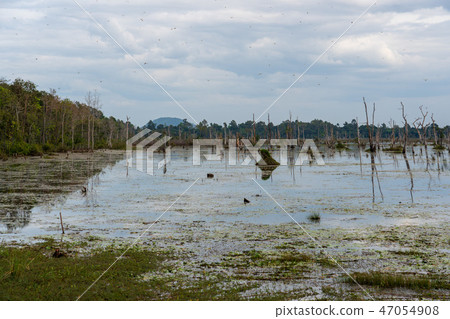 [World Heritage] Angkor Archaeological Site Wetland of Nyac Poan 47054908