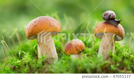 Edible mushrooms in a forest, Boletus edulis Edible mushrooms in a forest, Boletus edulis 47055137