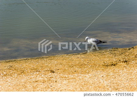 a slender-billed gull 47055662