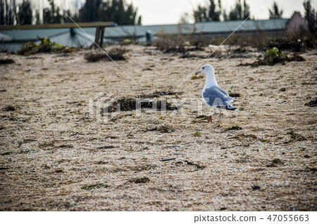 a slender-billed gull 47055663