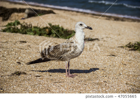a Heuglins gull 47055665