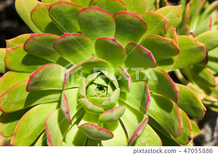 Green flower with red ends on its petals Green flower with red ends on its petals 47055886