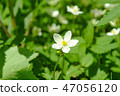 Nirinsou 47056120
