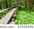 Kamikochi兩輪草 47056499