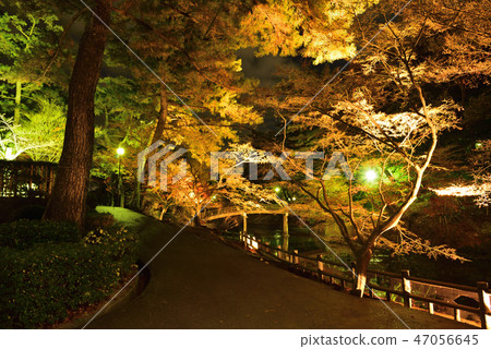 <Autumn leaves> Okazaki East Park December Momiji Pond <Autumn leaves> Okazaki East Park December Momiji Pond 47056645