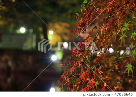 <秋葉>岡崎東園十二月紅葉池 47056646