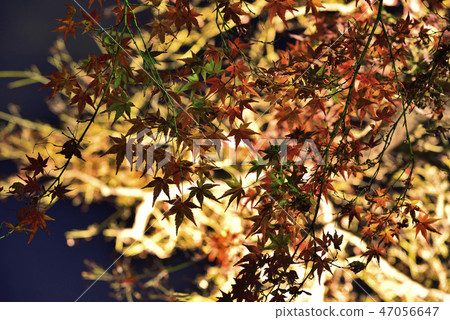 <秋葉>岡崎東園十二月紅葉池 <秋葉>岡崎東園十二月紅葉池 47056647