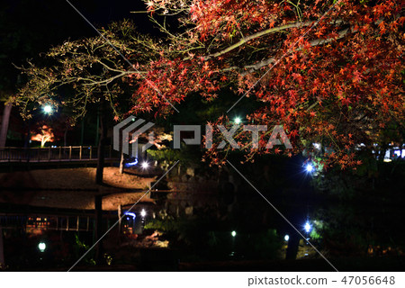<Autumn leaves> Okazaki East Park December Momiji Pond <Autumn leaves> Okazaki East Park December Momiji Pond 47056648