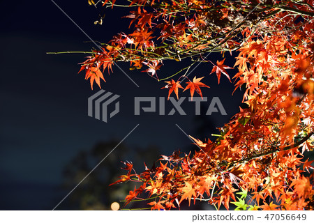 <Autumn leaves> Okazaki East Park December Momiji Pond <Autumn leaves> Okazaki East Park December Momiji Pond 47056649