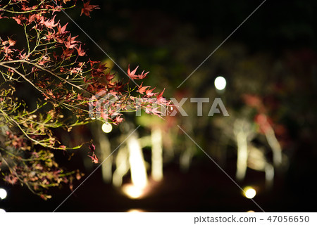 <Autumn leaves> Okazaki East Park December Momiji Pond <Autumn leaves> Okazaki East Park December Momiji Pond 47056650