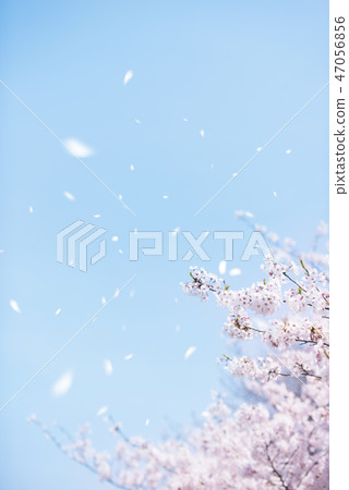 櫻吹雪 47056856