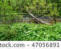 Kamikochi兩輪草 47056891