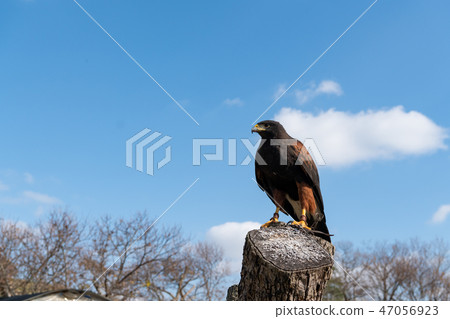 哈里斯鷹樹樁左上方 哈里斯鷹樹樁左上方 47056923