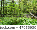 Kamikochi兩輪草 47056930