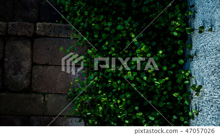 Stylish garden, external structure Stylish garden, external structure 47057026