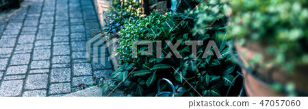 Stylish garden, external structure 47057060