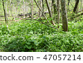 Kamikochi兩輪草 47057214