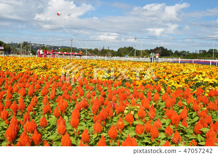 Haru Tengu，現場Hanakai獎花的訪客。 47057242