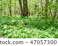 Kamikochi兩輪草 47057300