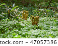 Kamikochi雙花草和春天 47057386