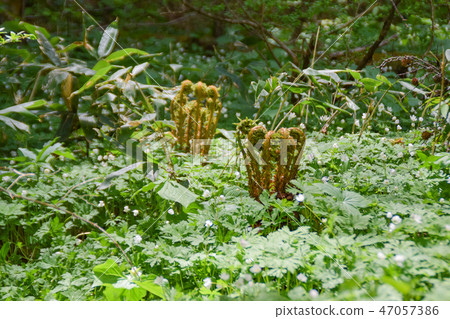 Kamikochi雙花草和春天 Kamikochi雙花草和春天 47057386