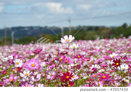 Haru Tengu，Masayo Kai的漂流花。 47057430