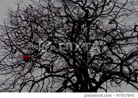 青苔的老木頭,葉子完全掉落在晚秋天的領域 青苔的老木頭,葉子完全掉落在晚秋天的領域 47057691