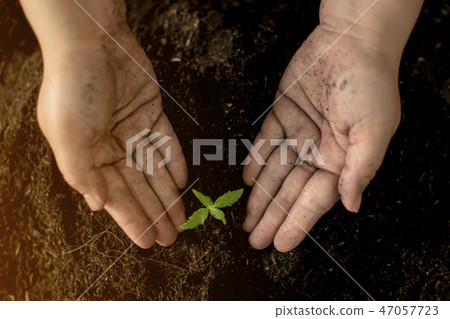 Watering cannabis hand seedlings Watering cannabis hand seedlings 47057723