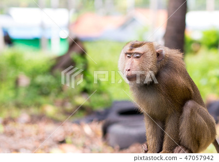 macaca fascisculis long-tailed tropical animal  47057942