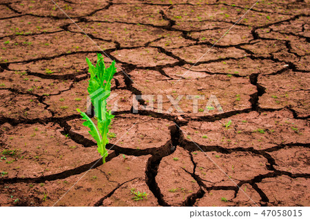 Green plant growing out of cracks in the earth 47058015