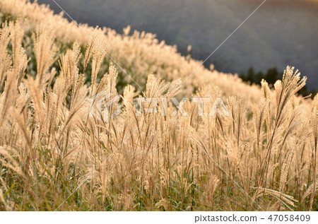 Susuki Susuki 47058409