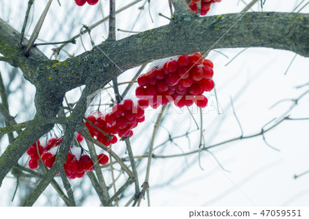 viburnum fruits hang in the cold 47059551