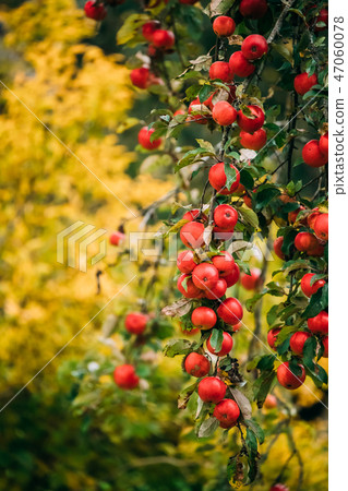 Branch Hung With Ripe Red Apples In Autumn Season 47060078