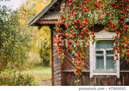 Branch Hung With Red Small Apples On Background Of Old Wooden Ho Branch Hung With Red Small Apples On Background Of Old Wooden Ho 47060082
