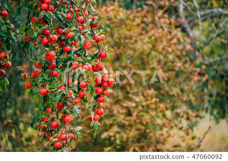 Branch Hung With Ripe Red Apples In Autumn Season Branch Hung With Ripe Red Apples In Autumn Season 47060092