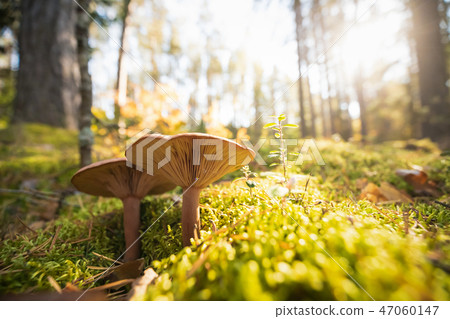 Paxillus Involutus In Autumn Forest In Belarus. Brown Roll-rim,  47060147