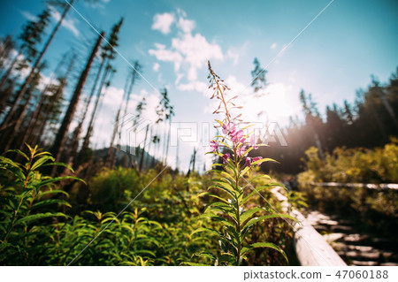 Tatra National Park, Poland. Rosebay Willowherb - Chamaenerion A 47060188