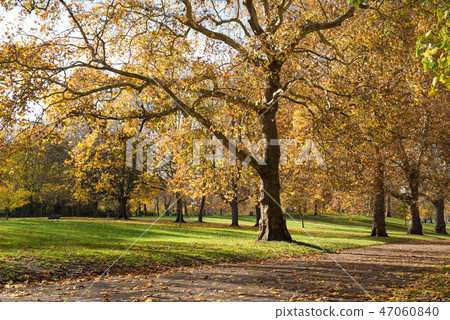 綠色公園倫敦秋葉 47060840