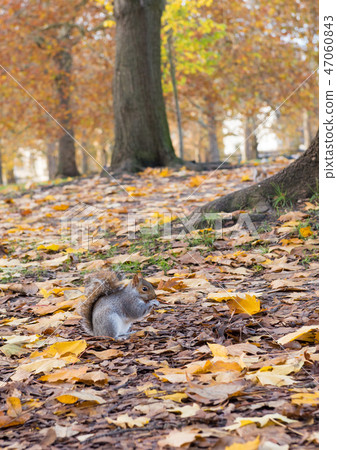 London Autumn leaves Risu 47060843