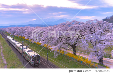 Shiraishi River Tsutsumi First Senbon Cherry Blossoms and Okawaramachi Railway Shiroishi City Miyagi Train Shiraishi River Tsutsumi First Senbon Cherry Blossoms and Okawaramachi Railway Shiroishi City Miyagi Train 47060850