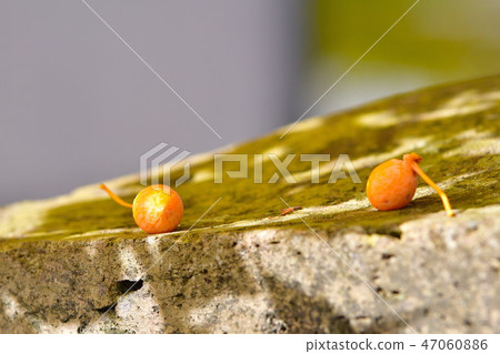 老城區(福島縣)的大銀杏 老城區(福島縣)的大銀杏 47060886