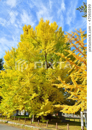 老城區(福島縣)的大銀杏 老城區(福島縣)的大銀杏 47060899