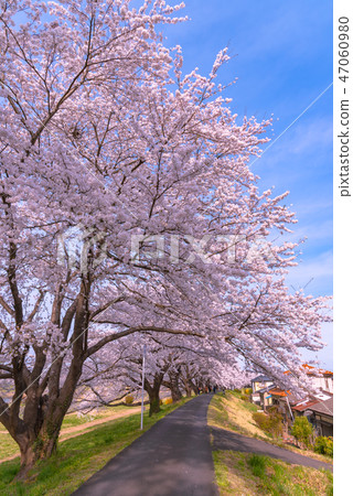 Shikishikawa Tsutsumi Ichimokusen Sakura Sakura Corridor Shikishikawa Tsutsumi Ichimokusen Sakura Sakura Corridor 47060980