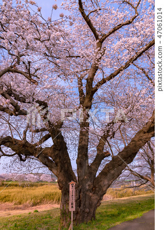 Shikishikawa Tsutsumi Ichimokusen Sakura Japan's No. 1 Somey Yoshino Giant Tree 47061014