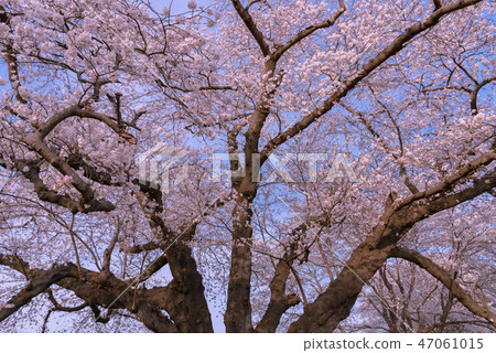 Shikishikawa Tsutsumi Ichimokusen Sakura Japan's No. 1 Somey Yoshino Giant Tree 47061015
