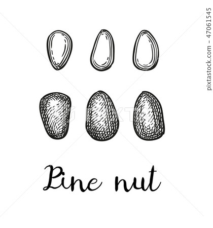 Ink sketch of pine nut. 47061545
