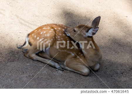 spotted brown deer small young bambi furry 47061645